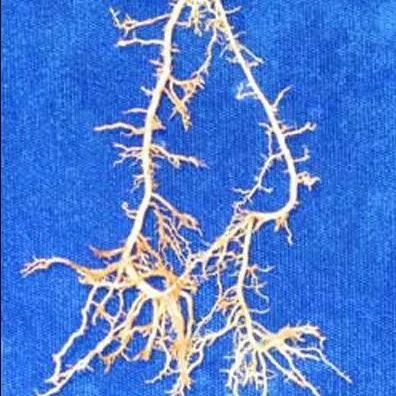 thumbnail for publication: Stubby-Root Nematode, Trichodorus obtusus Cobb (syn T. proximus) (Nematoda: Adenophorea: Triplonchida: Diphtherophorina: Trichodoridea: Trichodoridae)